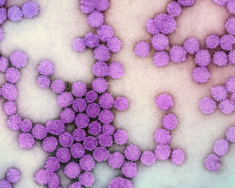 Что такое ВПЧ и нужна ли вакцинация?