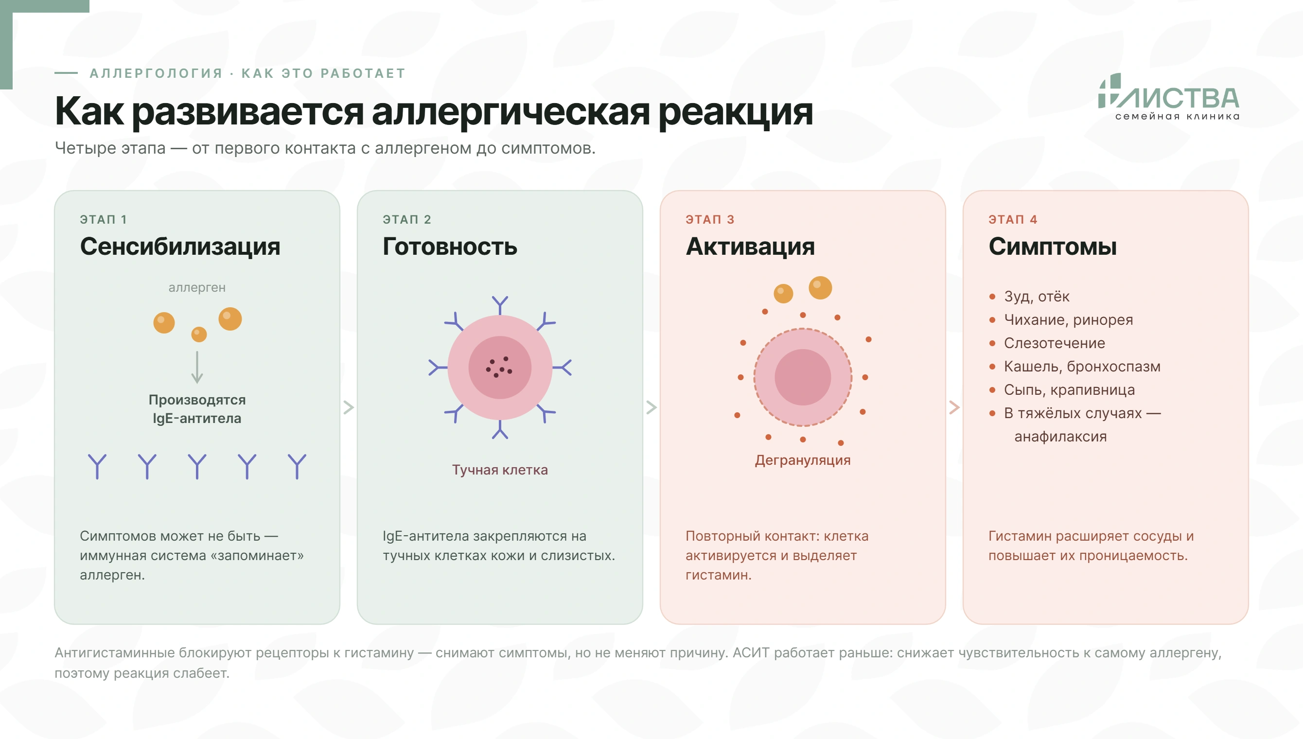 Как развивается аллергическая реакция: четыре этапа – сенсибилизация, фиксация IgE на тучных клетках, дегрануляция с выбросом гистамина и симптомы аллергии