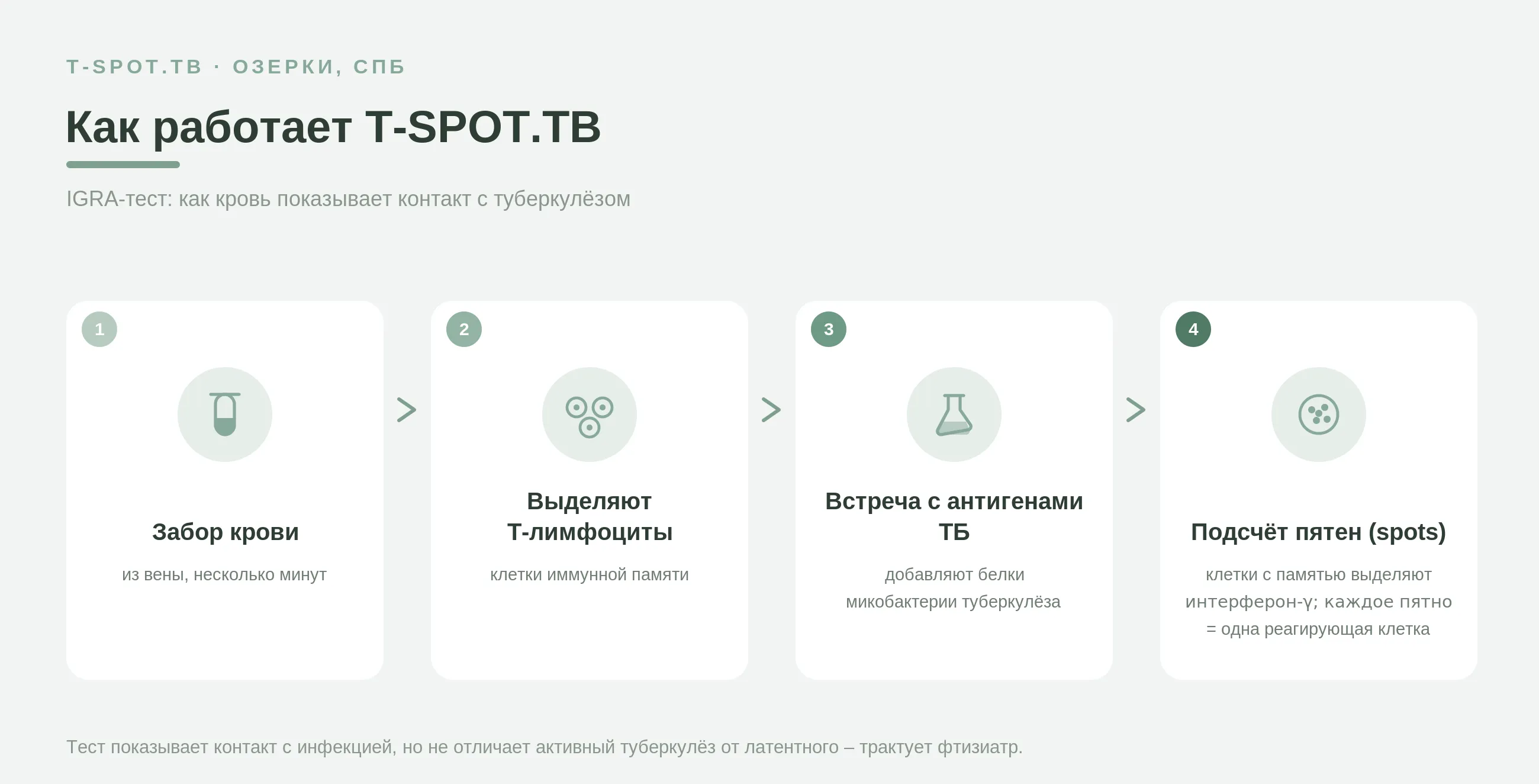 Как работает T-SPOT.TB: забор крови, выделение Т-лимфоцитов, контакт с антигенами туберкулёза и подсчёт реагирующих клеток (пятен).